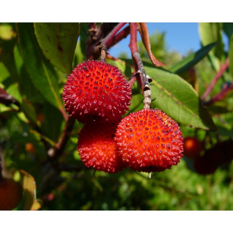 arbutus-unedo-meerstammig-aardbeienboom (1)