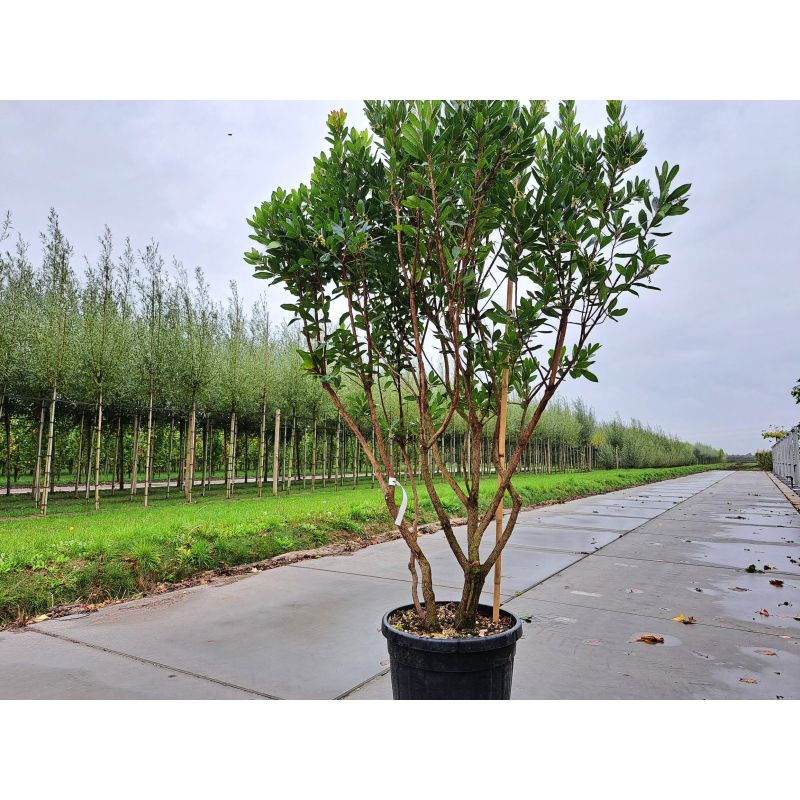 arbutus-unedo-meerstammig-aardbeienboom