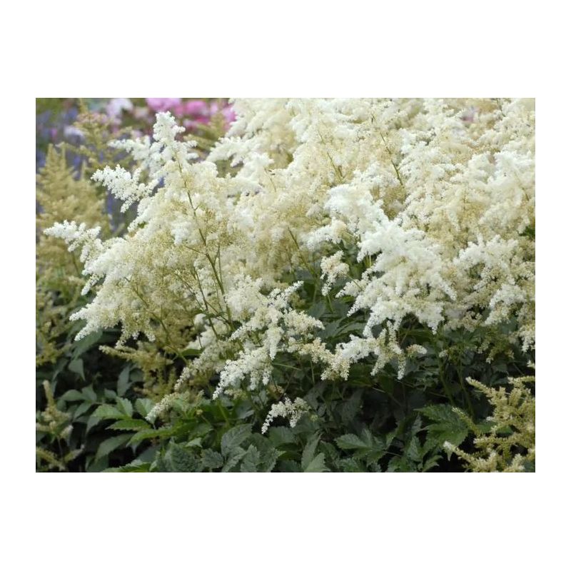 astilbe-japonica-deutschland-