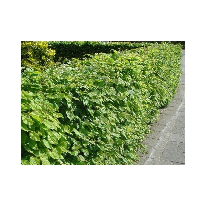 carpinus-betulus-bladverliezende-haagbeuk