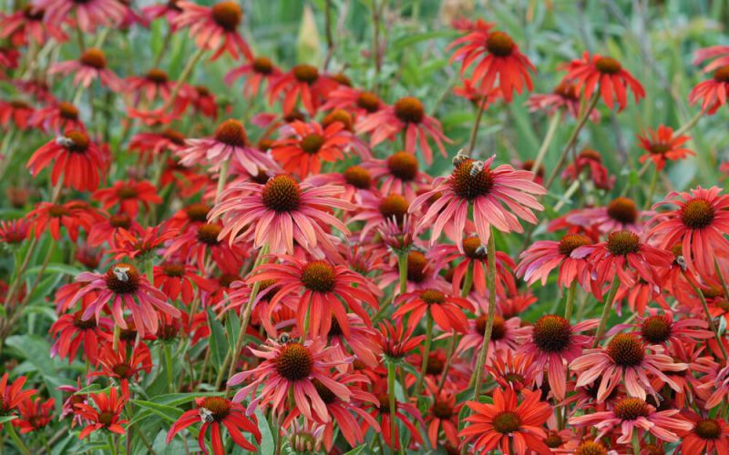 echinacea-hybride-tomato-soup-0506