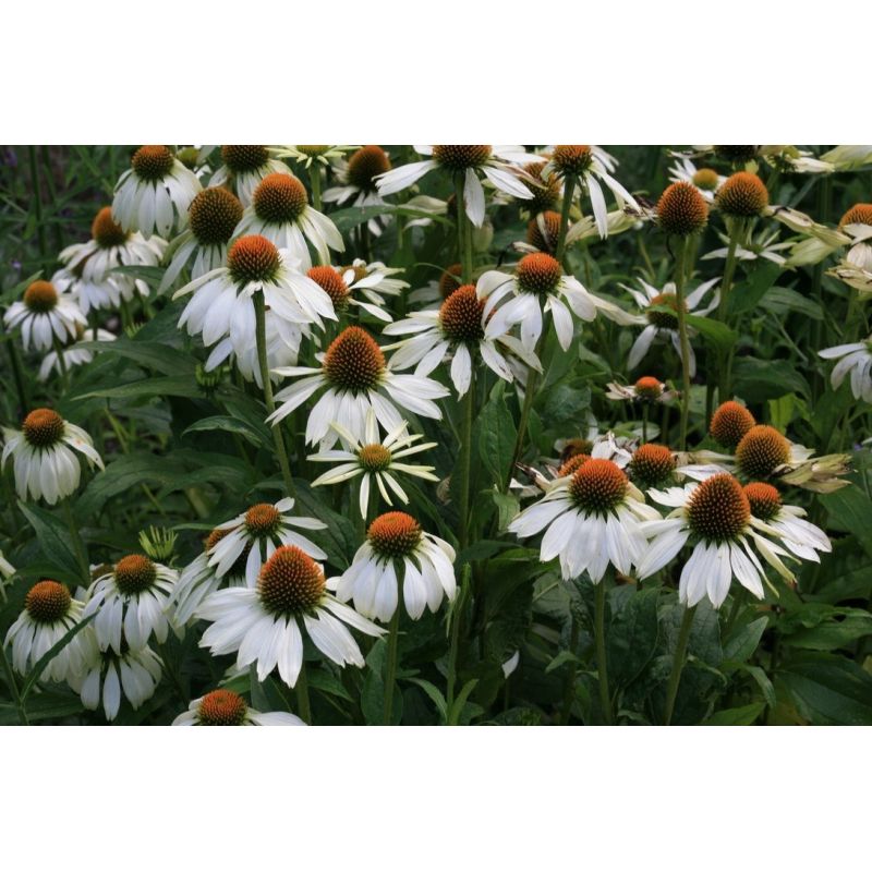 echinacea-purpurea-alba-zonnehoed