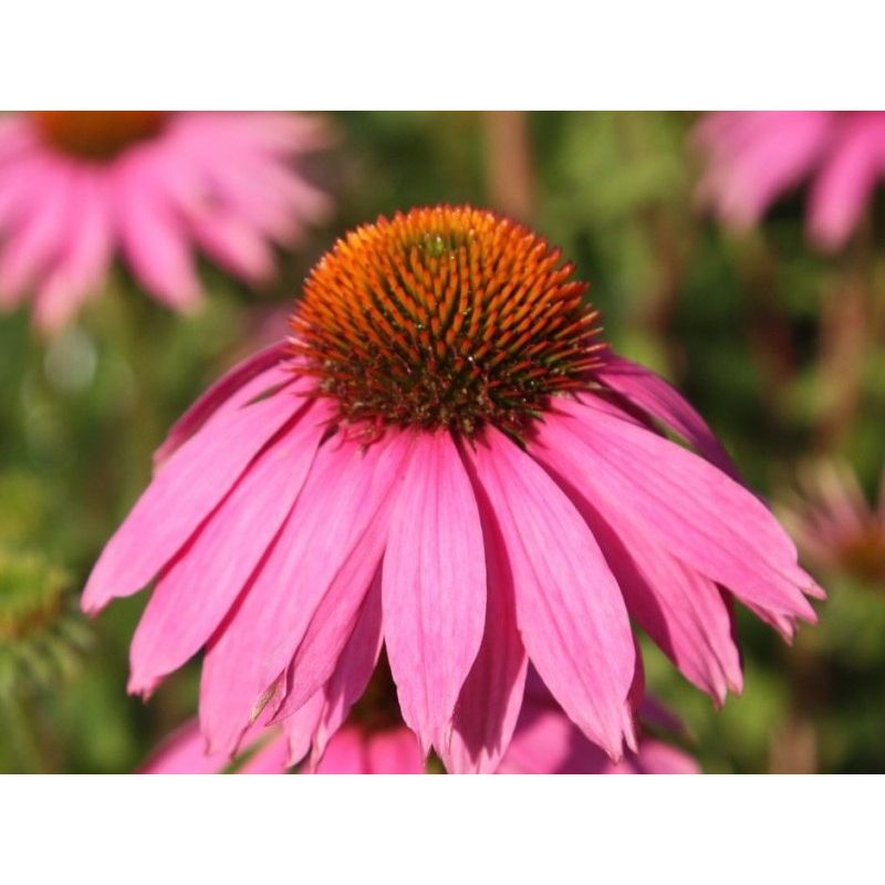 echinacea-purpurea-magnus-zonnehoed165 (1)