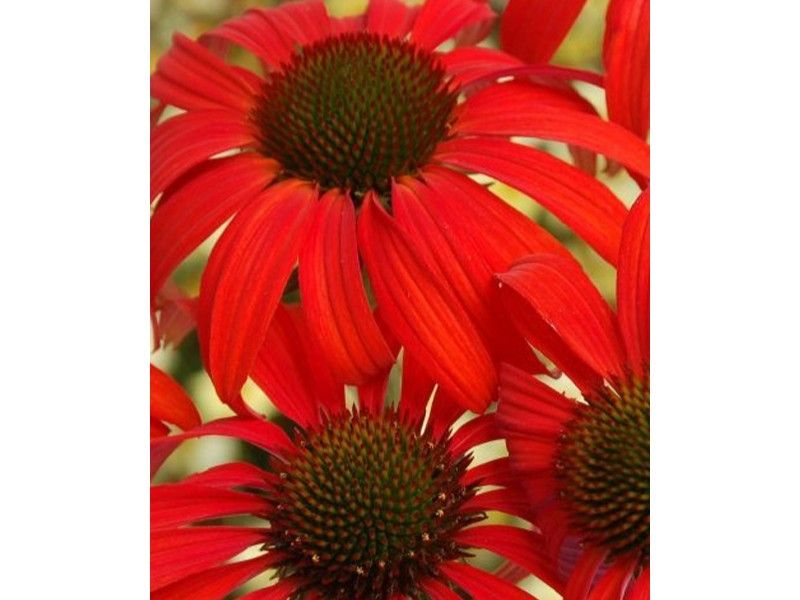 echinacea-purpurea-tomato-soup-zonnehoed