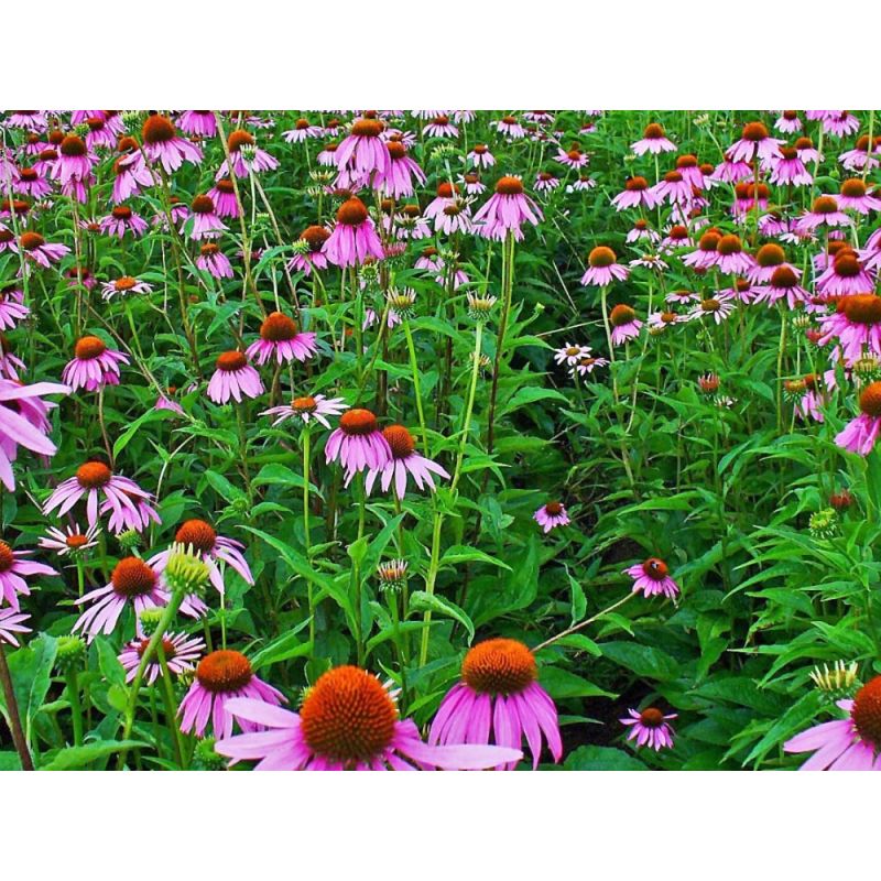 echinacea-purpurea-zonnehoed (1)