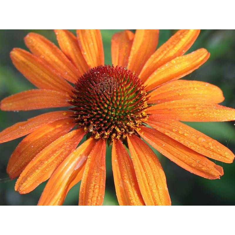 echinacea-tiki-torch-zonnehoed