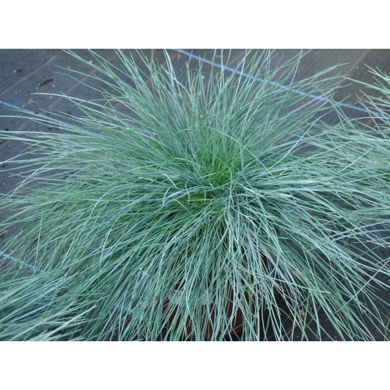 festuca-glauca-