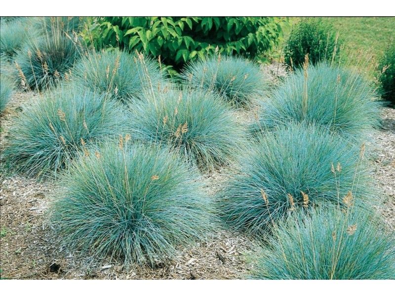 festuca-glauca-elijah-blue-