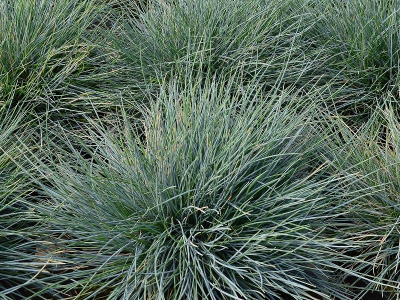 Festuca Glauca 'Elijah Blue' - Afbeelding 3