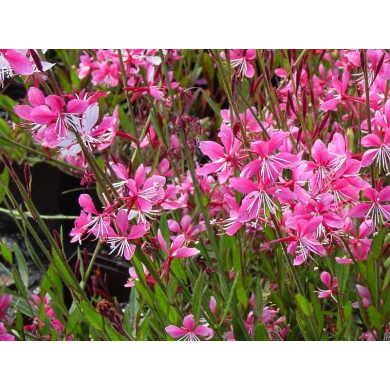 gaura-lindheimerigaudi-red (1)