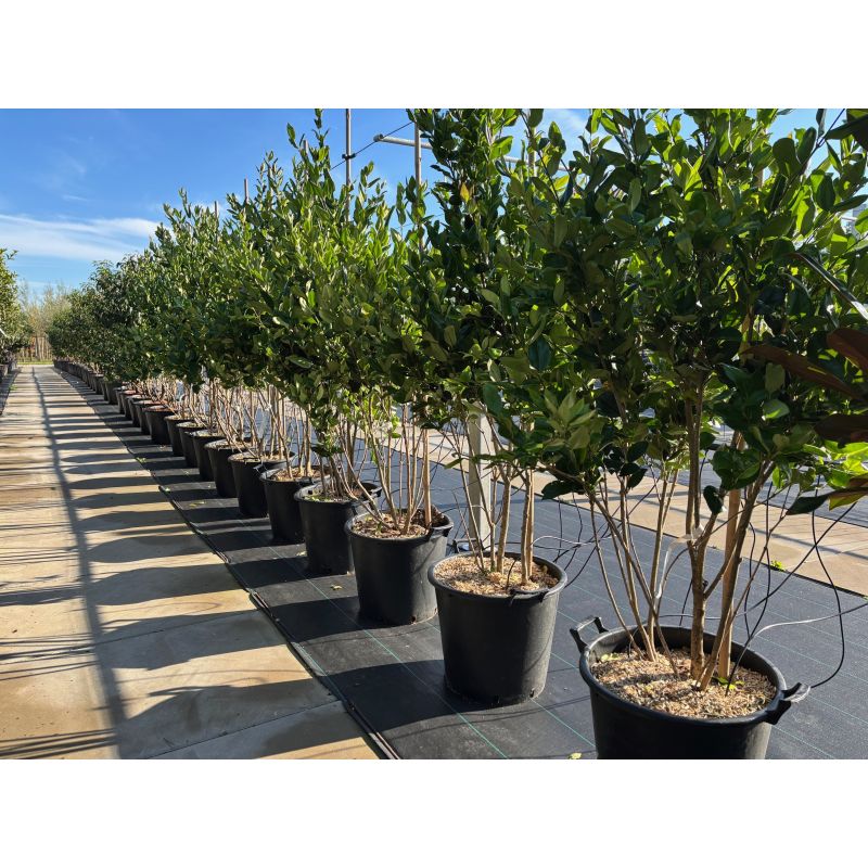 ligustrum-texanum-meerstammig-liguster (1)