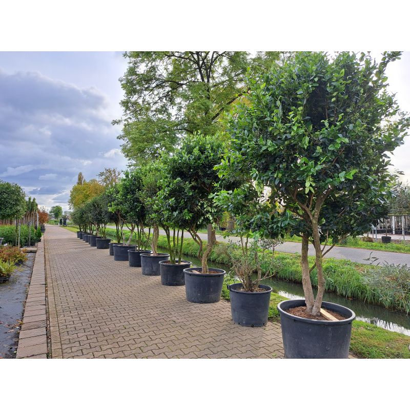 ligustrum-texanum-meerstammig-liguster