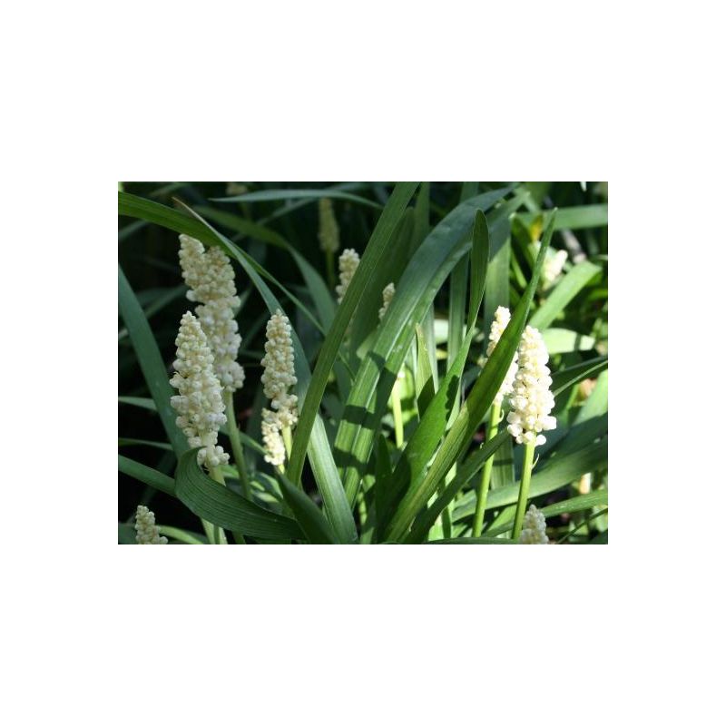 liriope-muscari-monroe-white-