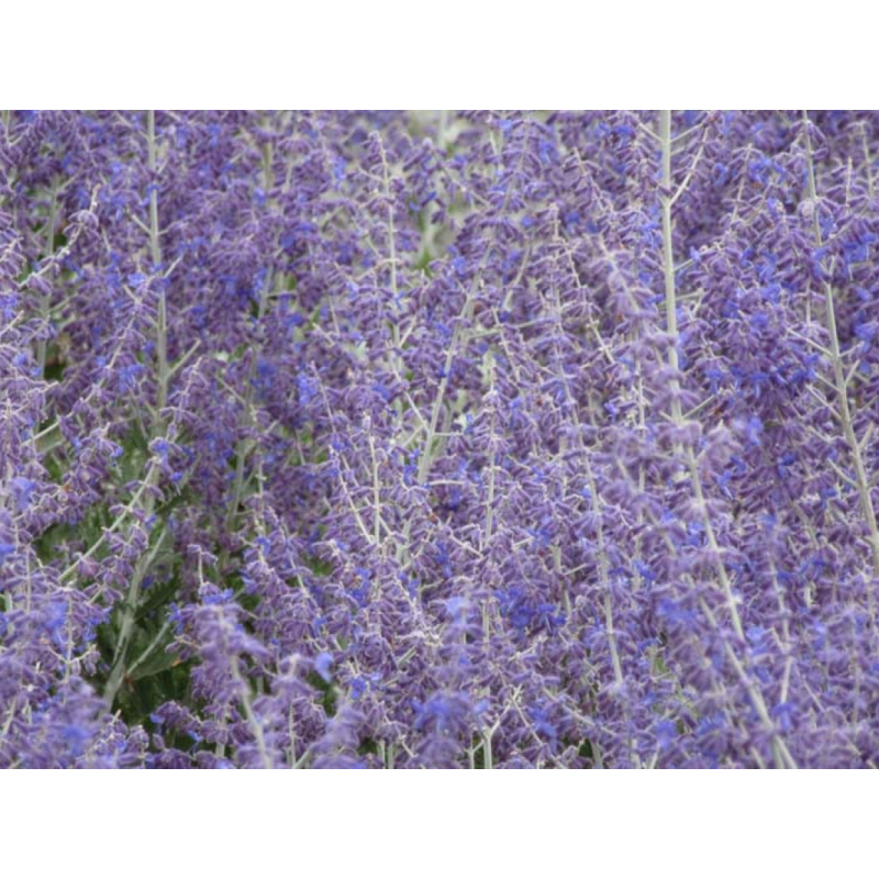 perovskia-atriplicifolia-little-spire