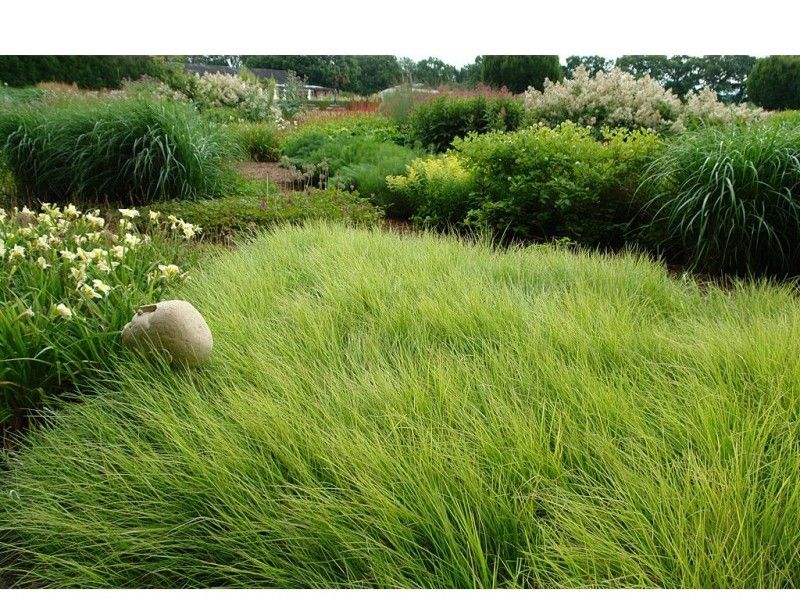 sesleria-autumnalis-blauwgras 2