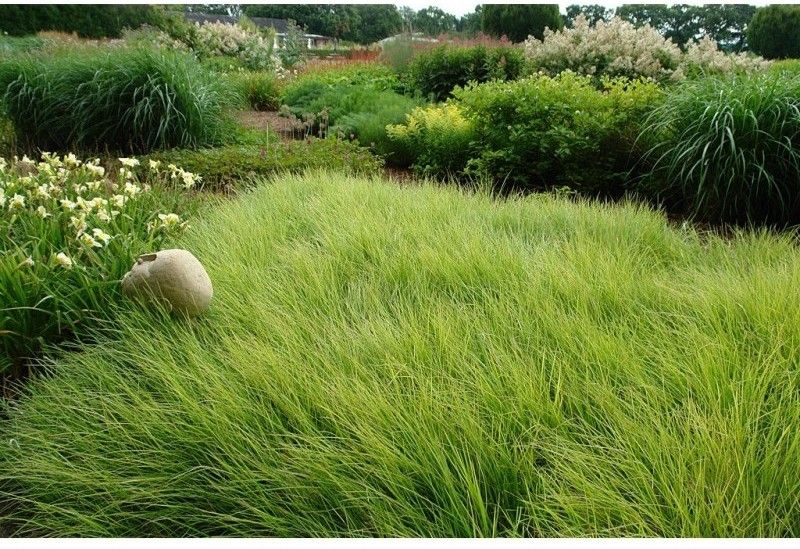 sesleria-autumnalis-blauwgras 23