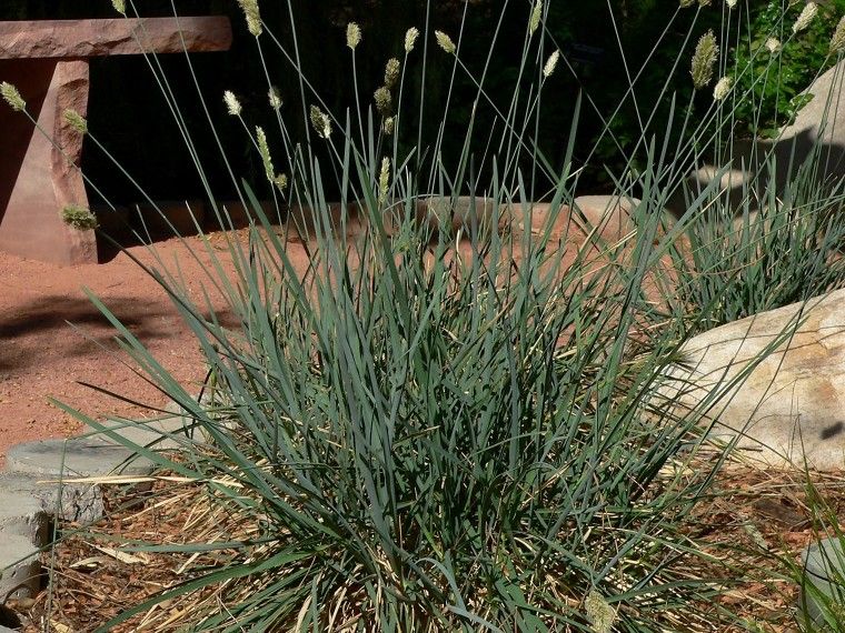 sesleria-nitida-