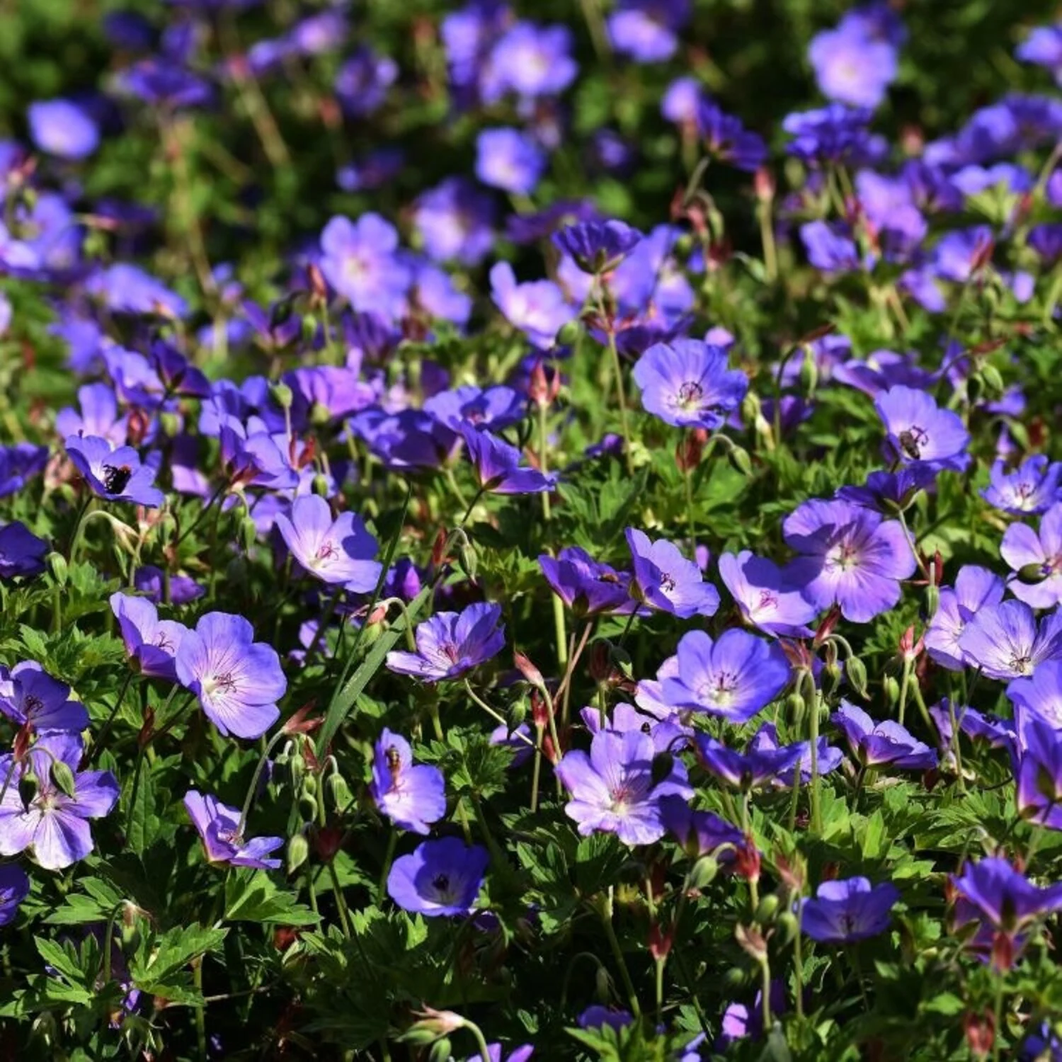 ooievaarsbek-geranium-bloom-me-away
