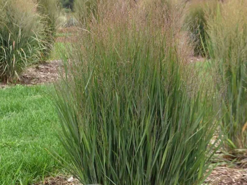 Panicum virgatum ‘Northwind’